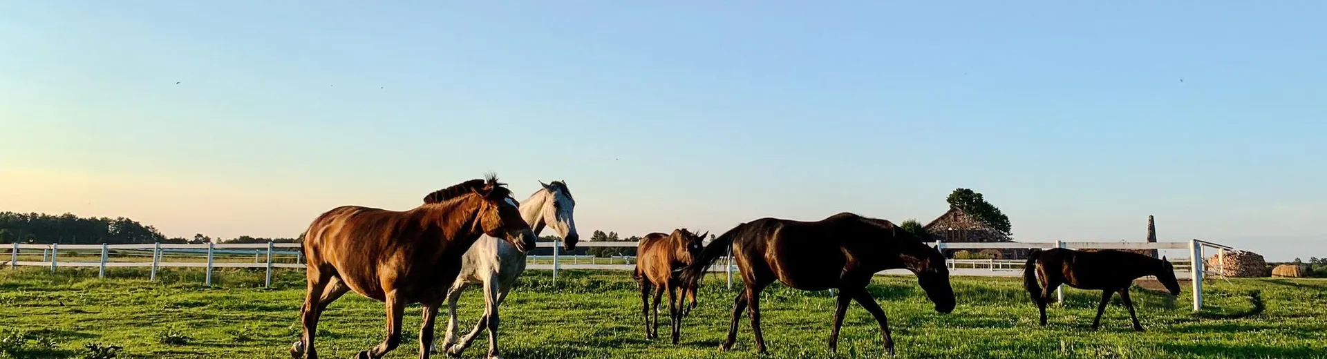 bluegrass horses